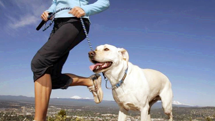 训狗最佳时期几个月,训狗14个基本知识
