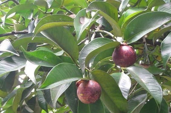 35一斤的大山竹，吃完了“核”扔花盆里，就算不结，赏个叶也行