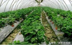 草莓高产栽培全程的17大核心问题,你能解决哪几个?深喉揭秘!