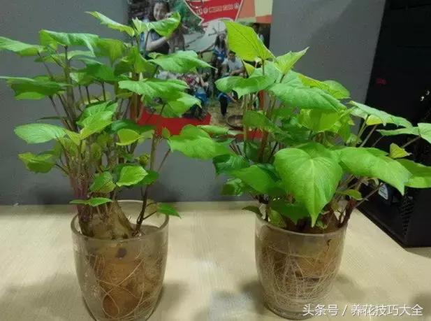 盆栽花生的变化,最好看的盆栽花生