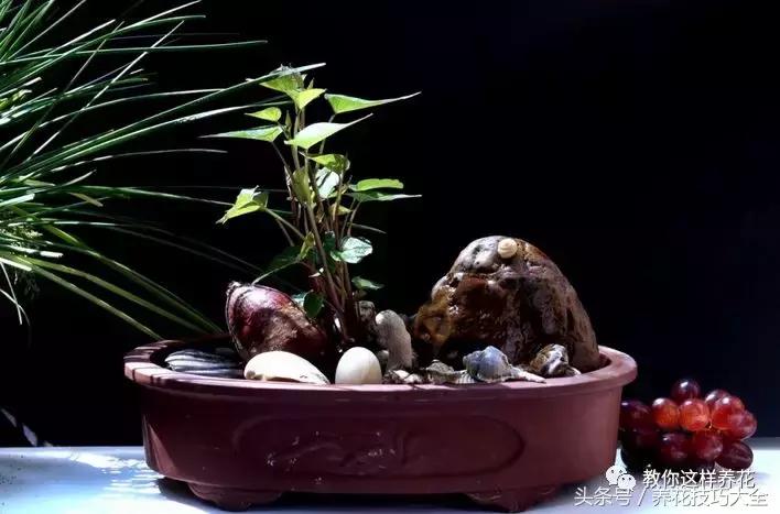 盆栽花生的变化,最好看的盆栽花生