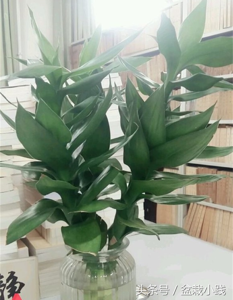 哪种盆栽吸甲醛效果最好,哪些植物对猫咪无毒又能吸附甲醛