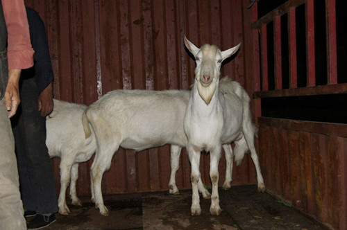 奶山羊什么时候种最好,奶山羊小公羔饲养技术和方法