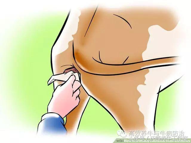 给牛人工授精完成后续注意事项,给牛人工授精需要注意什么