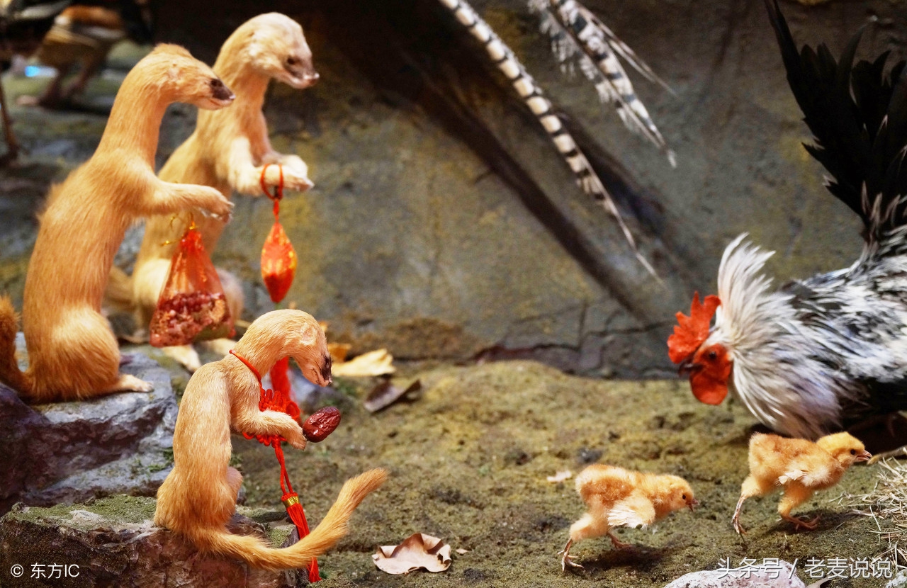 老麦说出马仙,老麦说说出马前症状