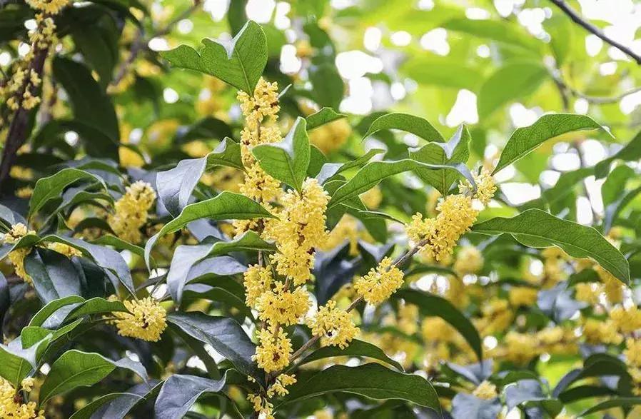 赏桂好去处,金秋赏桂好去处