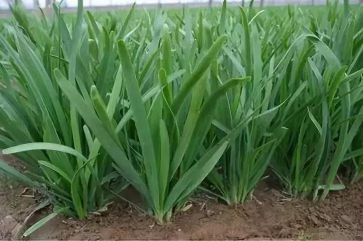 河南一年四季种植蔬菜时间表,内蒙古包头地区种植蔬菜的时间表