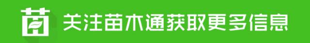 植物叶片黄化病怎么治疗,龙柏病害