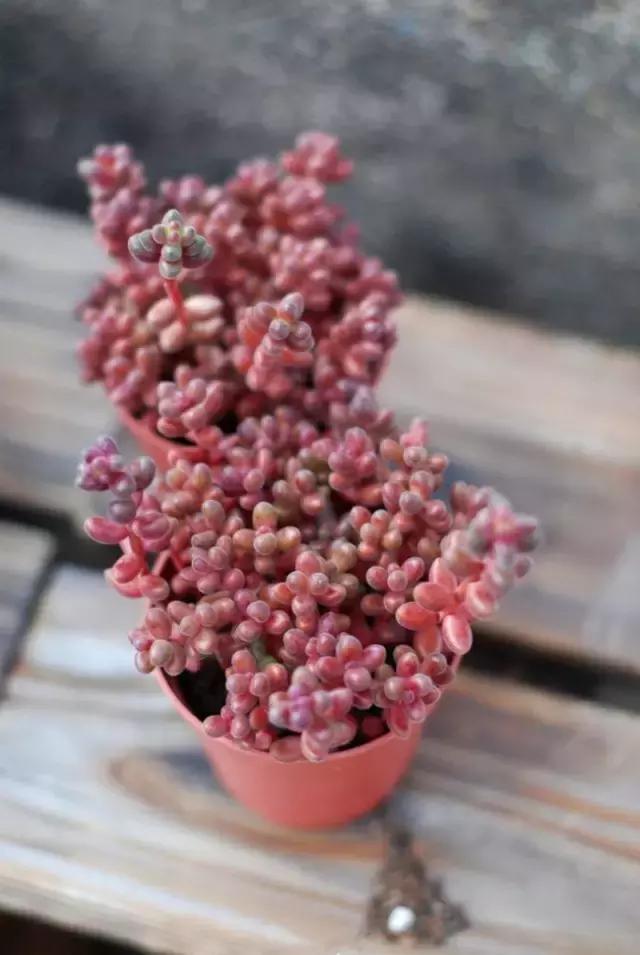 有极强的适应能力,超强适应能力