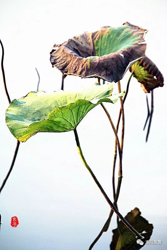 淮阳龙湖荷花盛景照片及描写,淮阳龙湖荷塘