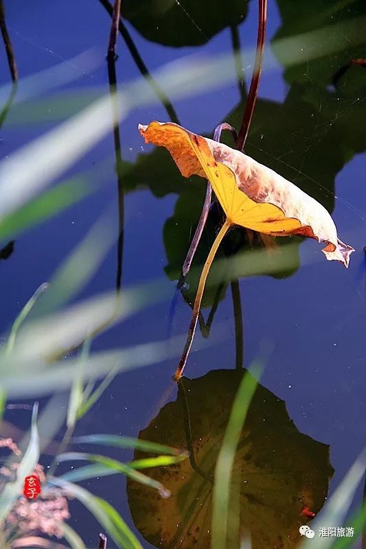 淮阳龙湖荷花盛景照片及描写,淮阳龙湖荷塘