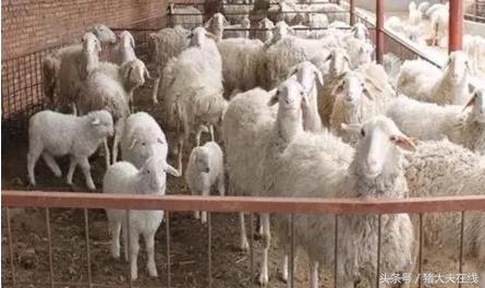 僵羊怎样治疗效果最好,什么是僵羊