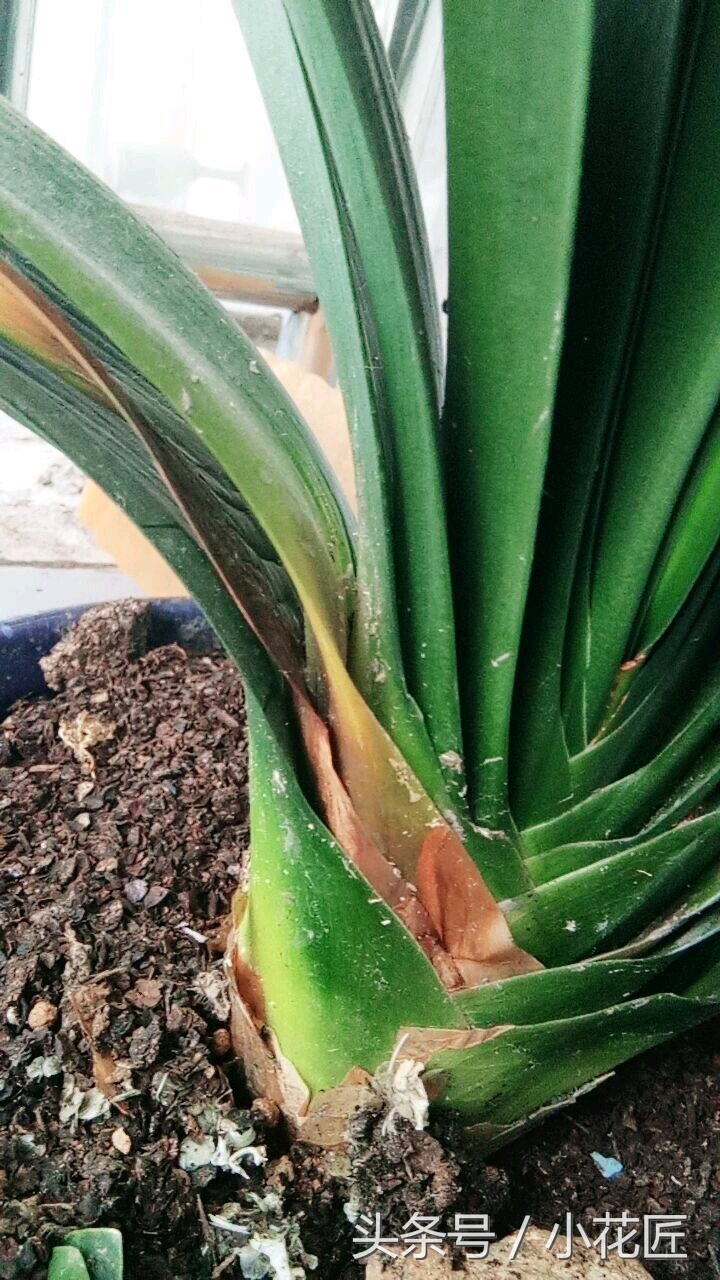 君子兰能不能晒太阳叶子发黄,为什么君子兰叶片发紫黑色