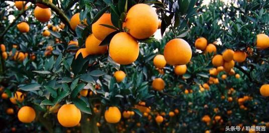 咏橘绝句,咏橘的诗