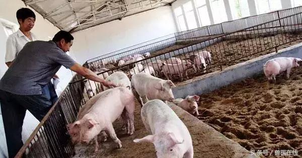 养猪十大技巧助你养猪事半功倍,养猪技术大全100个