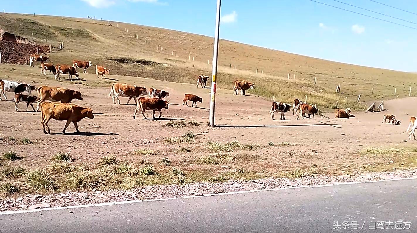 灞变腹鐗ф皯楠戦┈,灞变腹楠戦┈鐗ф皯