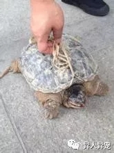 龟市行情回顾,龟市低迷却是新人入手的最好时机