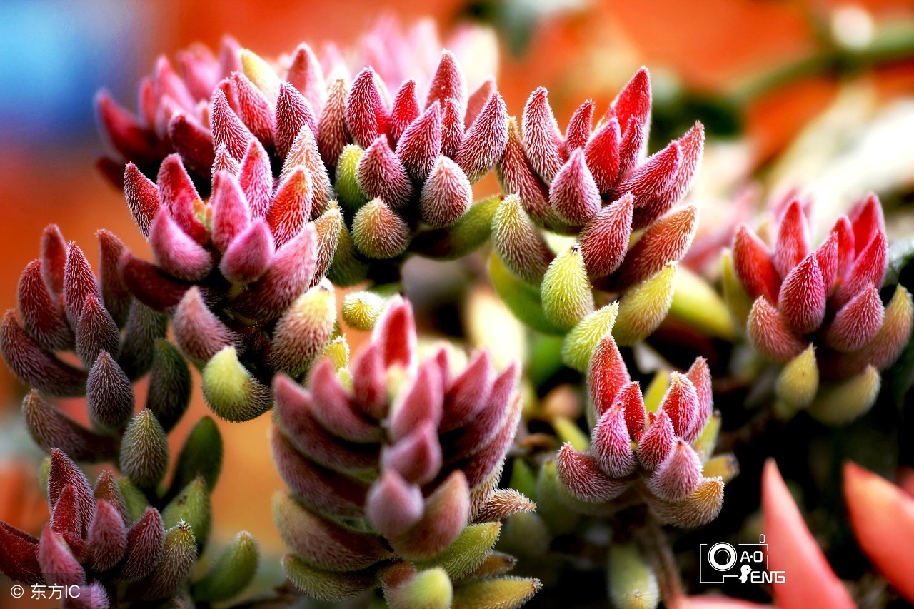 从小白到大神的经历,从小白到大神的成长经历