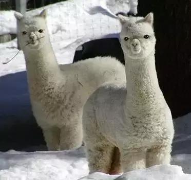 这是唯一没有“B”牌照的省份！黑B、琼B、赣B、蒙B都想骂人了！