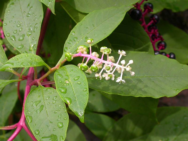 小时候都见过玩过的植物，但90%的人还不知道它们的名称