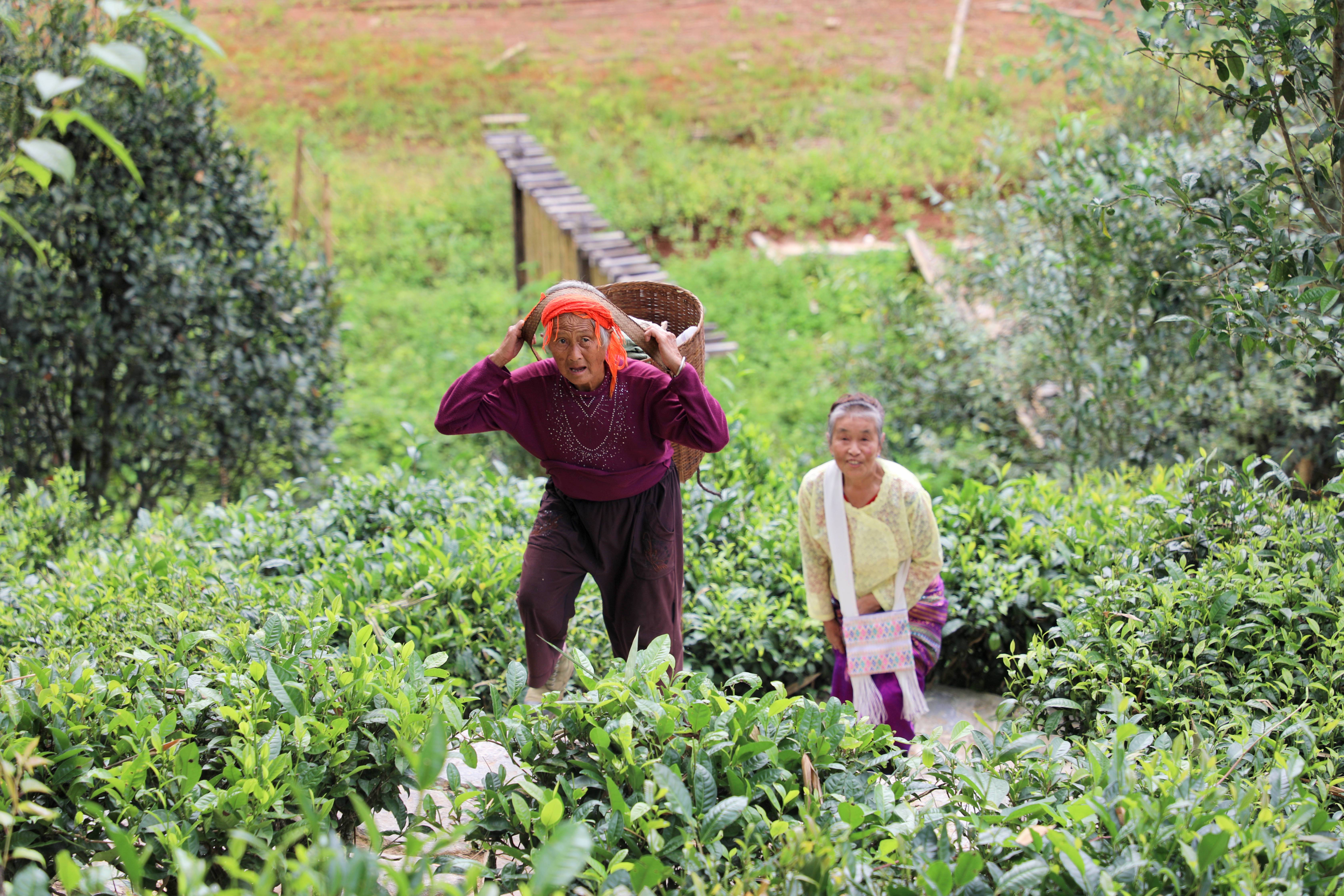 光唱歌就能给村里分红,曾祭人头的神秘佤族,走进你不知道的云南