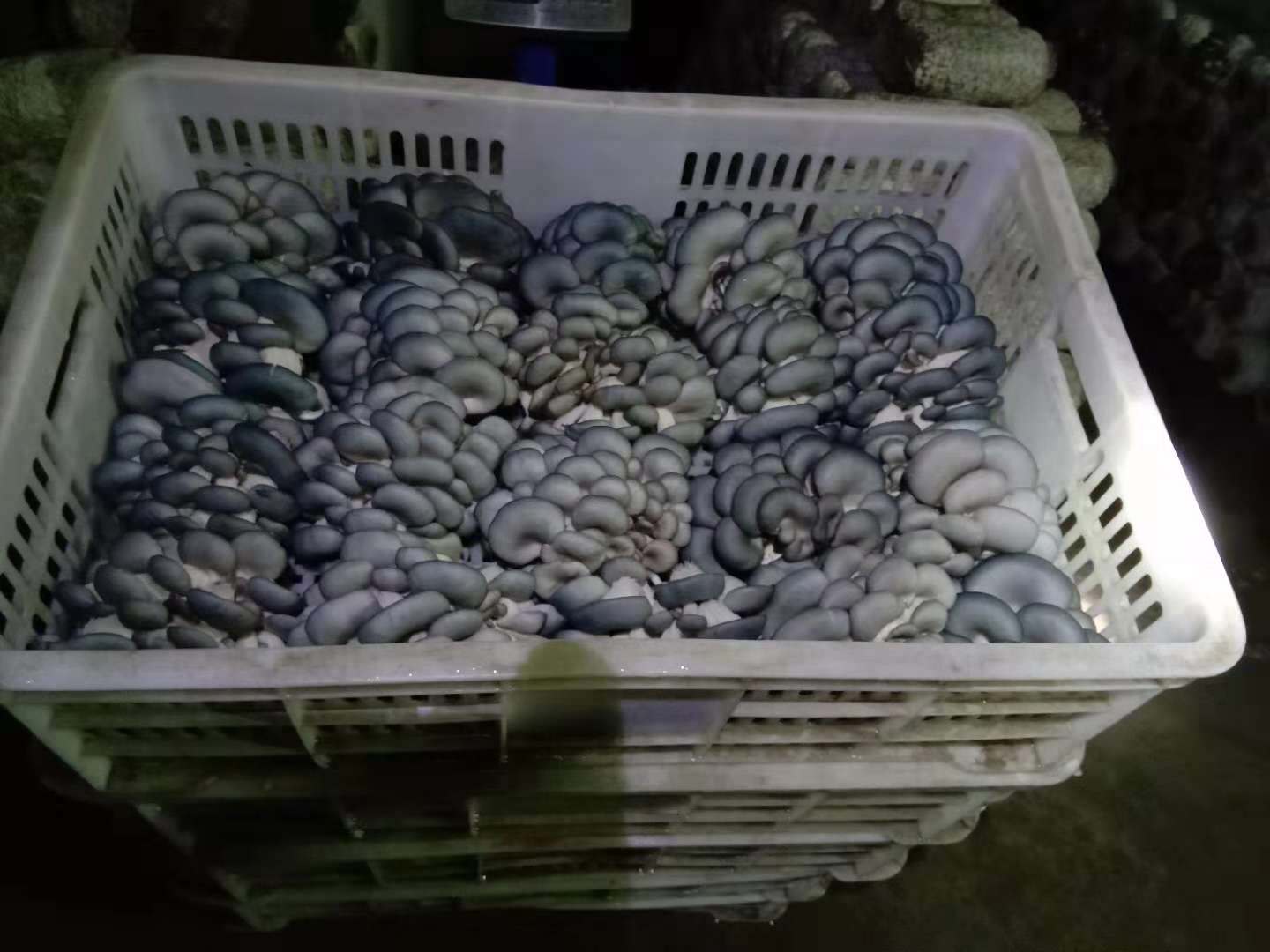 平菇夏天会减产吗,平菇出菇期常见问题