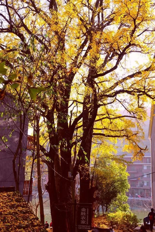 不要去杭州,杭州西湖值得去的地方