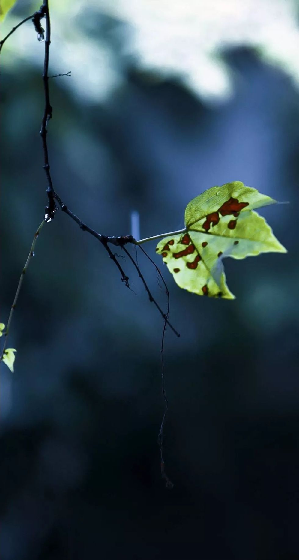古有“九雅”，忘忧释怀丨私享·仿古