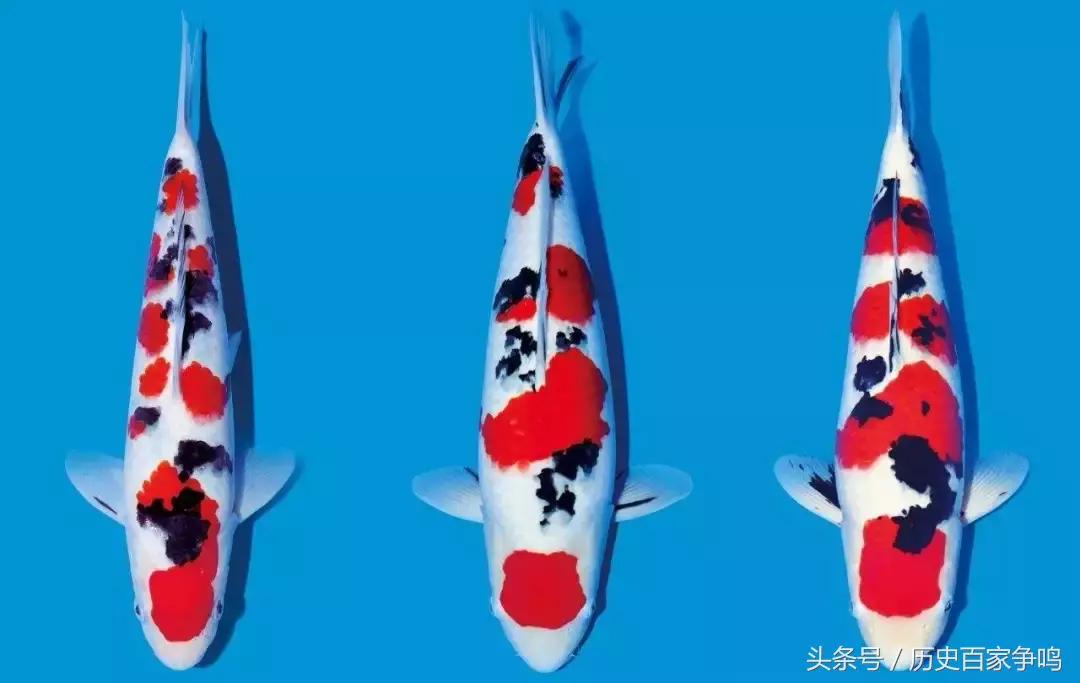 锦鲤转发的正确方法是什么,怎样转发锦鲤视频