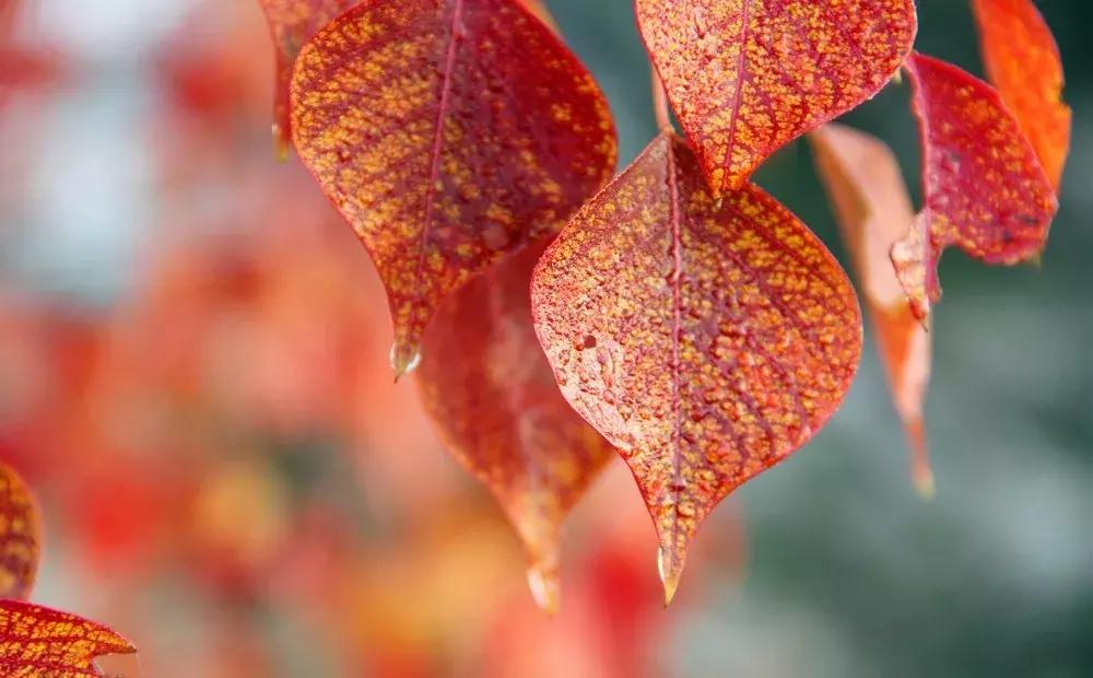 湖北赏秋十大景点,湖北十月最佳赏秋线路
