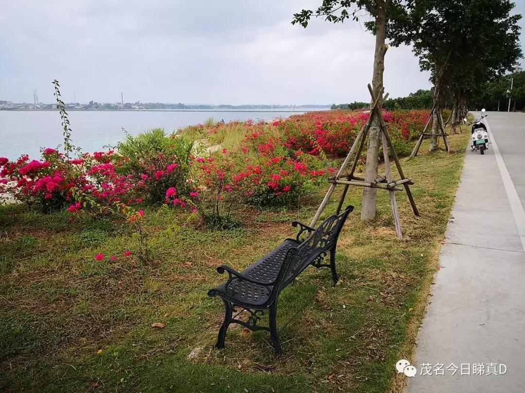 茂名露天矿环湖规划设想,茂名露天矿重大项目开工