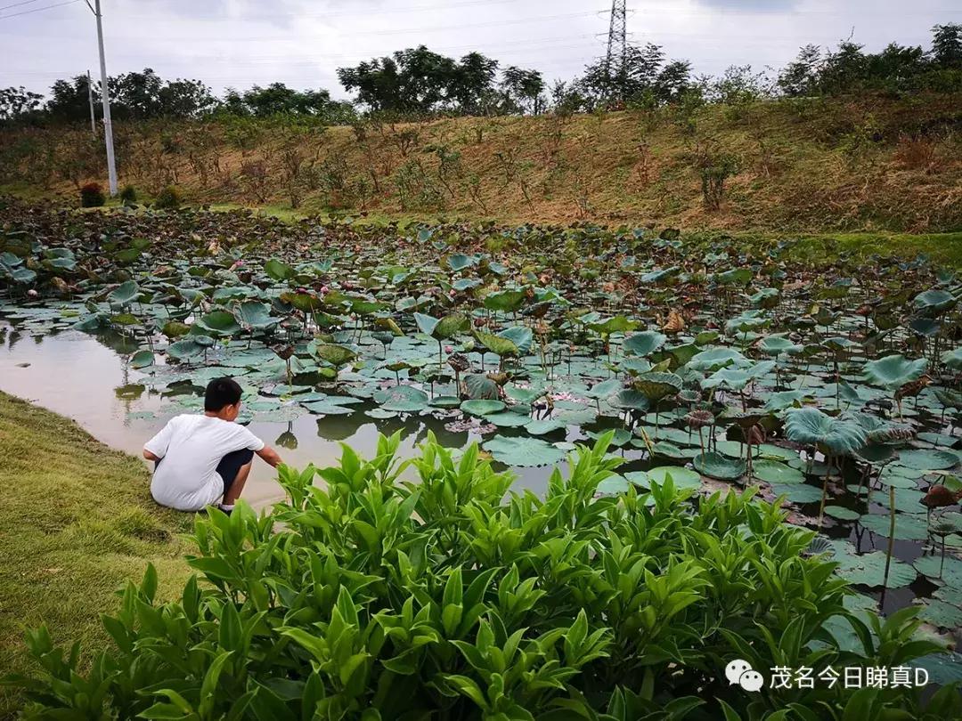 茂名露天矿环湖规划设想,茂名露天矿重大项目开工