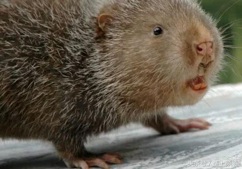 养竹鼠可以发家致富吗,养竹鼠需要大量的竹子吗