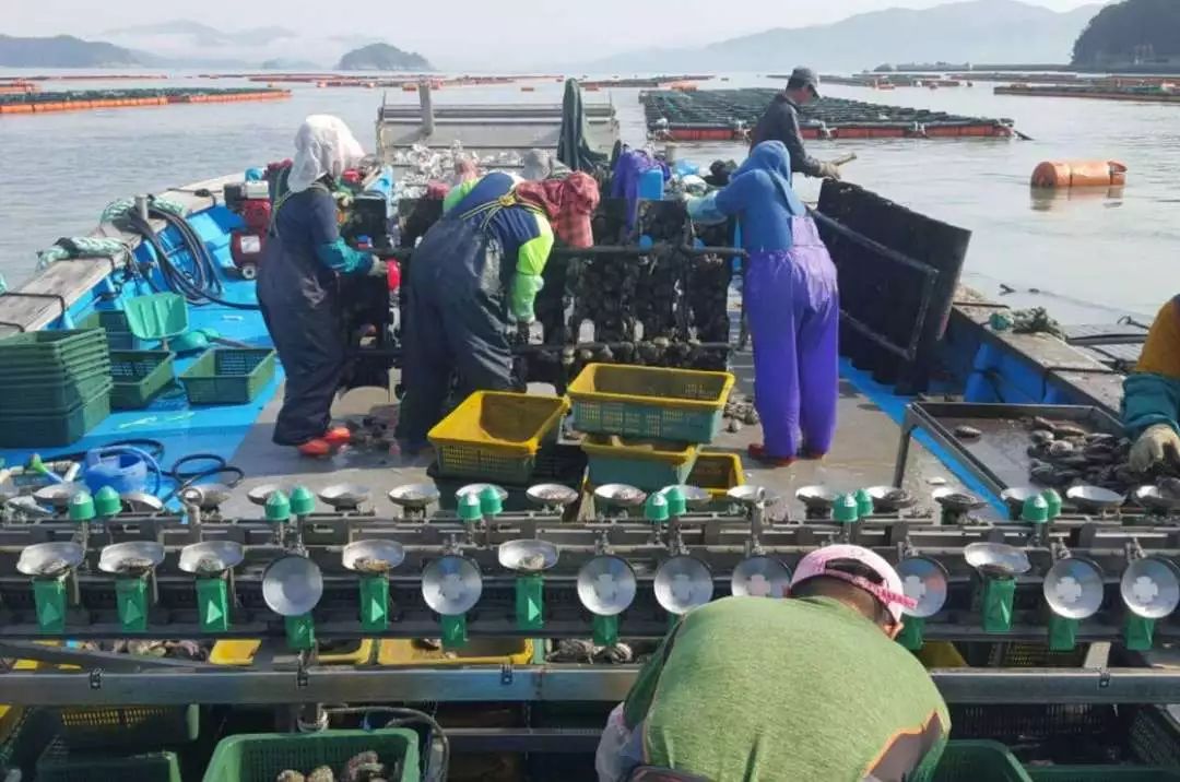 预告｜易采鲜生即将亮相青岛渔博会，招募全国运营商！