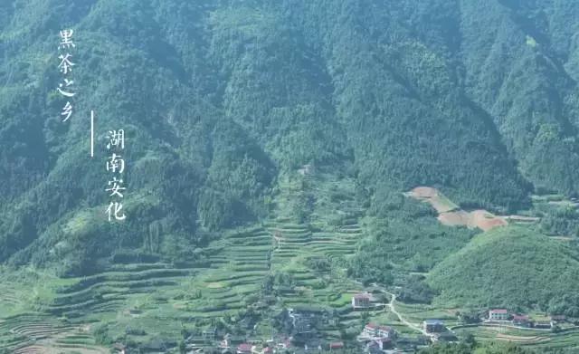 博格达特制茯砖茶价格,博格达安化黑茶