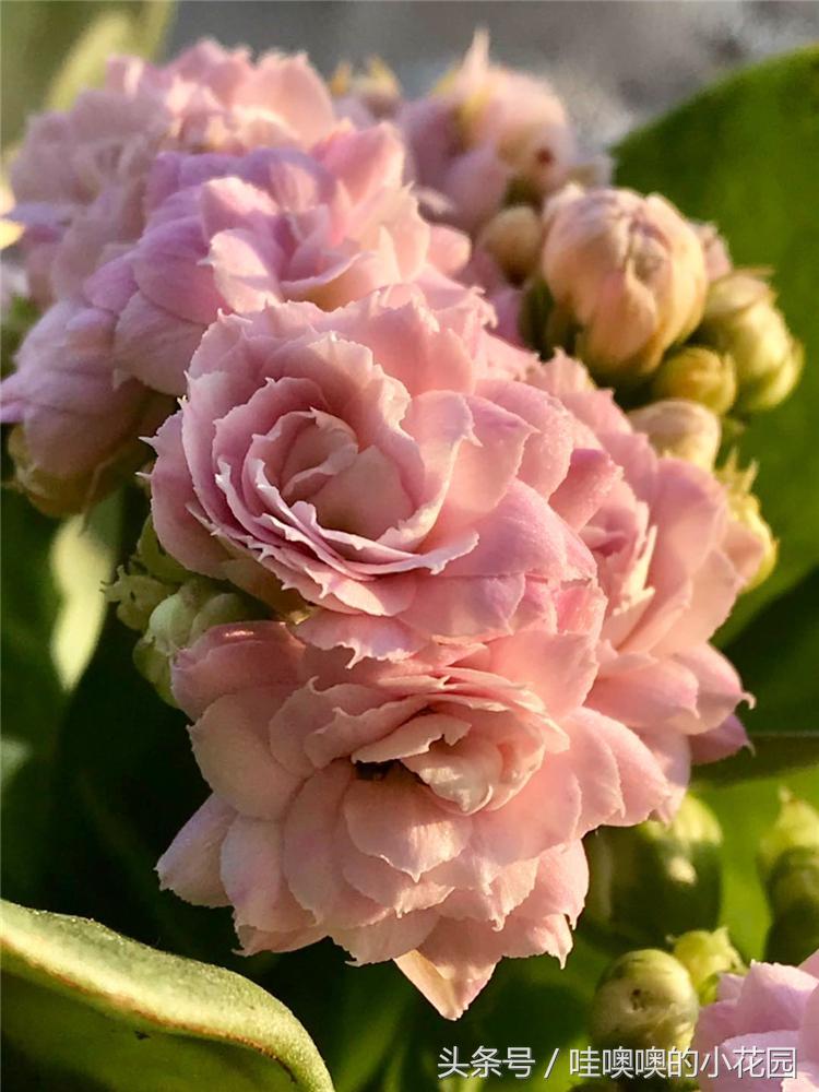 长寿花花后修剪了导致枯萎,长寿花花开谢了怎么剪掉