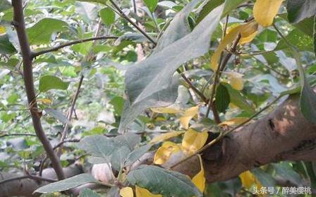 大樱桃黄化病怎么治,大樱桃黄叶病怎么防治