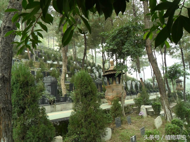 祖坟上长的桃树有何说法,坟上长毛桃树好吗