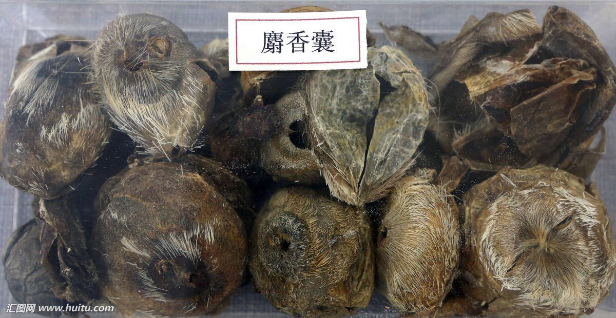 中药材郁金,麝香止痛贴膏对胎儿有影响吗