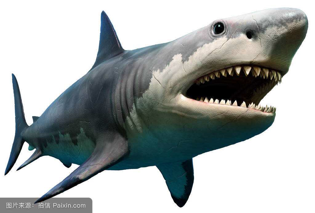 鲨鱼肝有毒吗,中药材獭肝的功效