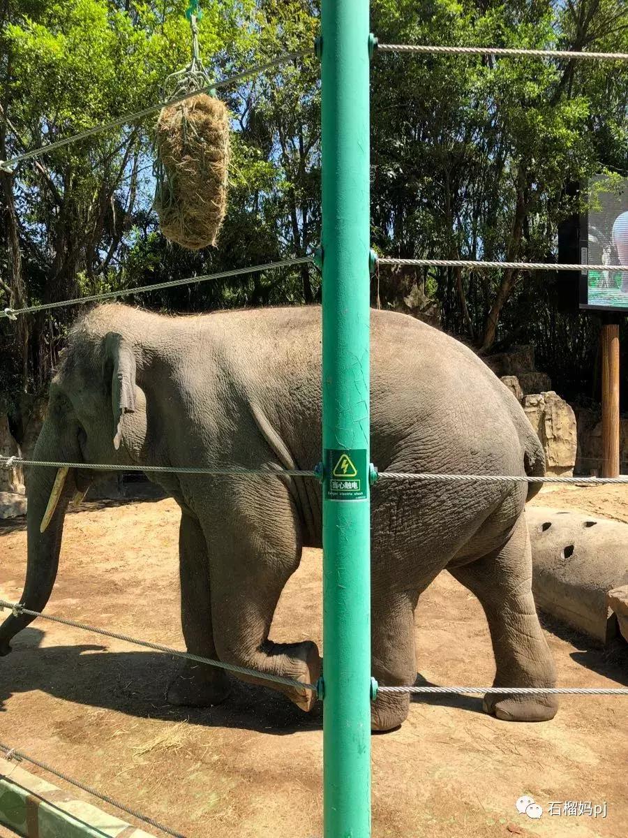 长隆欢乐世界和长隆野生动物园,广州长隆野生动物园侏罗纪公园