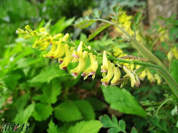 蛇果黄堇价格,中药材蛇果黄堇