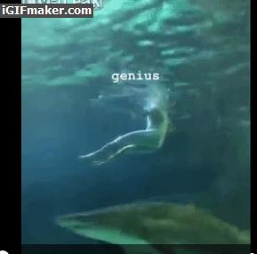 一男子跳进鲨鱼池,美国一男子跳进水族馆鱼缸