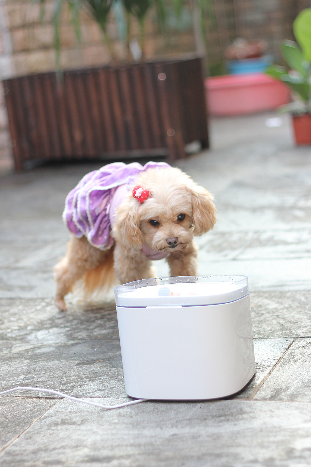 宠物饮水机大容量猫咪自动喂水器,宠物猫咪饮水机推荐