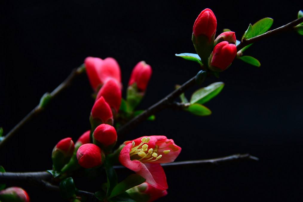 12生肖2019年运势抢先看,12生肖2019年每日运势怎样