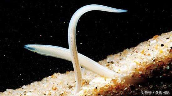 国家保护野生动物,是一些数量较少或已濒临灭绝的!你知道多少种