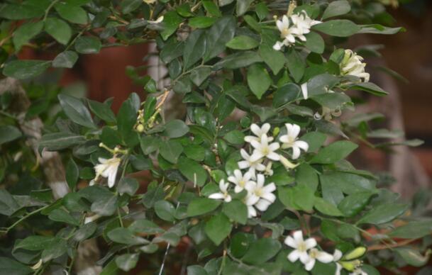 九里香的养殖方法和忌讳,九里香好不好养耐不耐寒呀