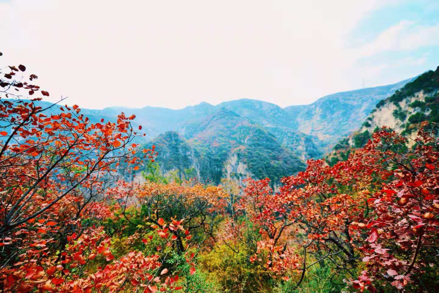 邢台云梦山“红叶节”开启!上万亩黄栌、五角枫勾勒太行山独特美景