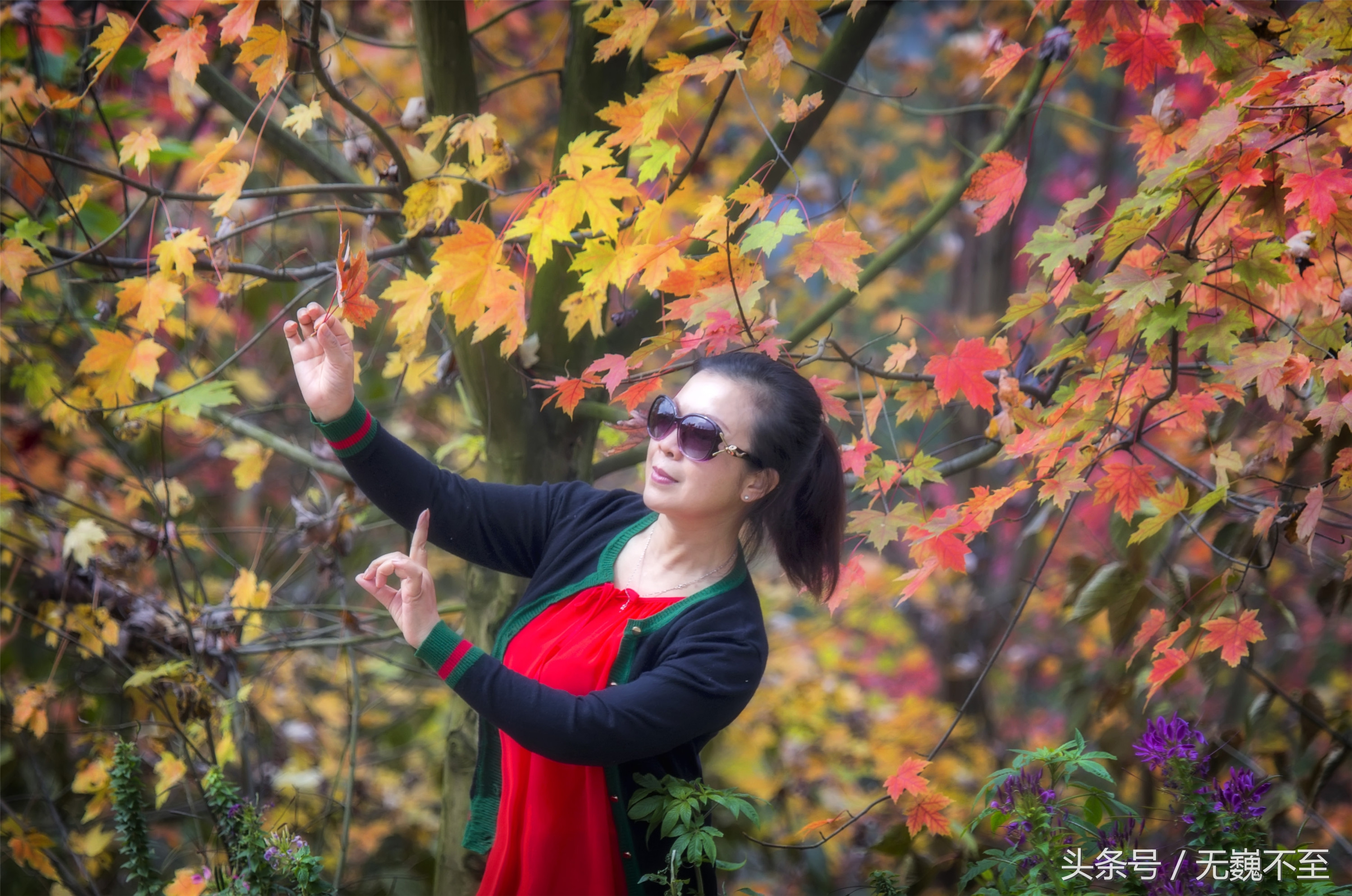 川西红枫岭赏红叶美景,成都红枫岭