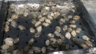 不输三亚第一市场！合肥这家店的波龙海胆帝王蟹……简直太zán了